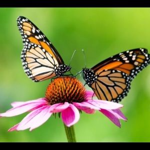 Meet your Posher, LoveLife